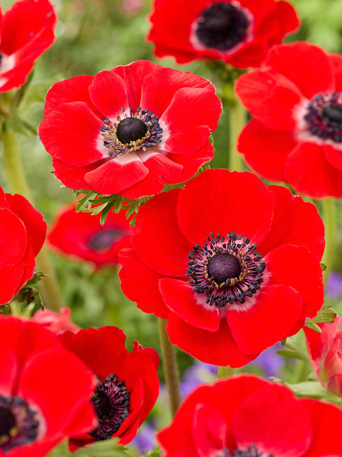 Anemone Galilee Röd
