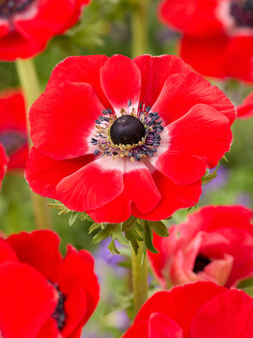 Anemone Galilee Röd