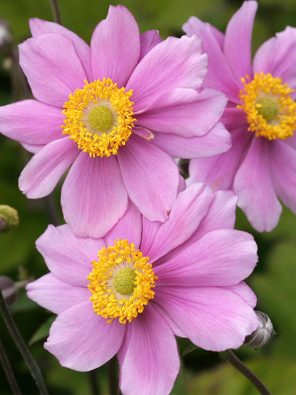 Japansk Anemone Serenade (Höstanemon)