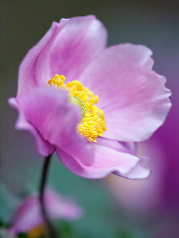 Japansk Anemone Serenade (Höstanemon)