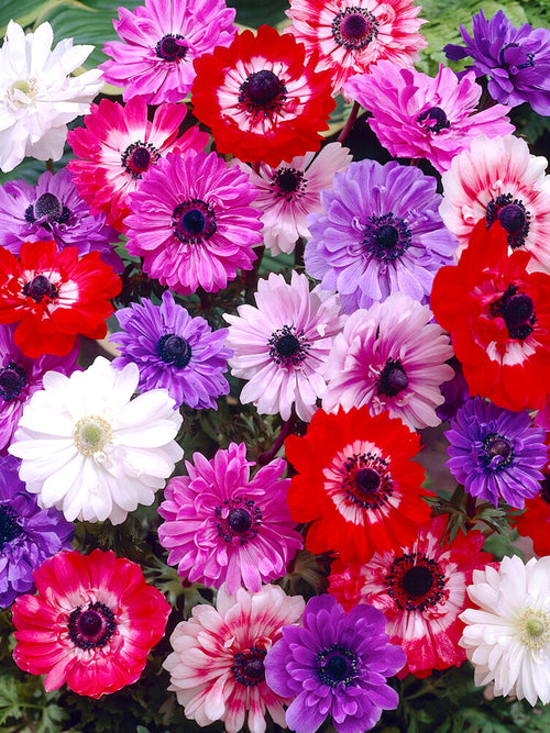 Köp Bukettanemon Anemone coronaria Saint Bridgid Mix