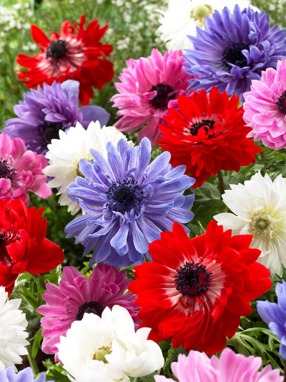 Köp Bukettanemon Anemone coronaria Saint Bridgid Mix