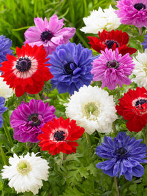 Bukettanemon Anemone coronaria St. Bridgid Mix