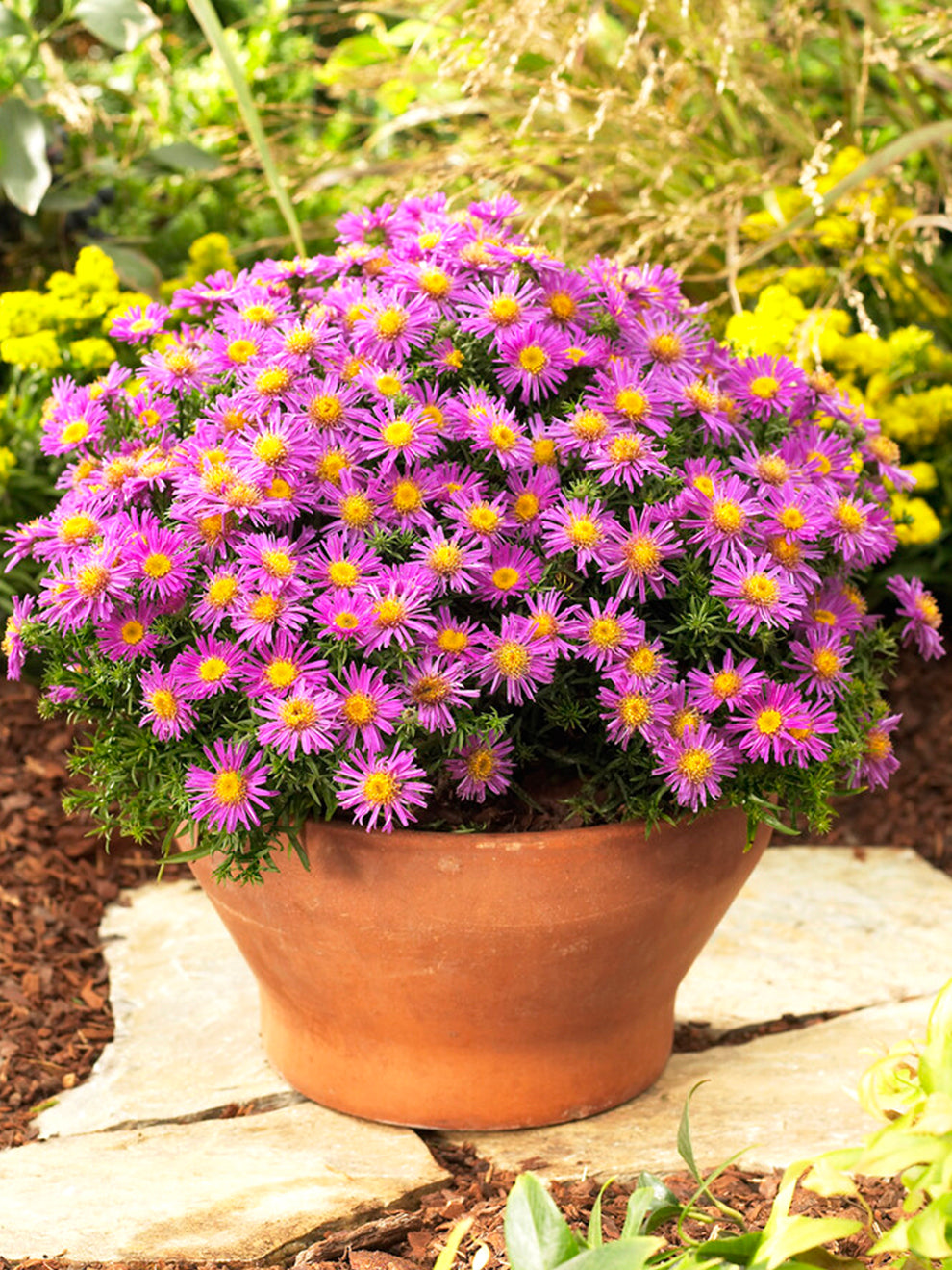 Aster 'Alice Haslam' (höstaster) | DutchGrown™