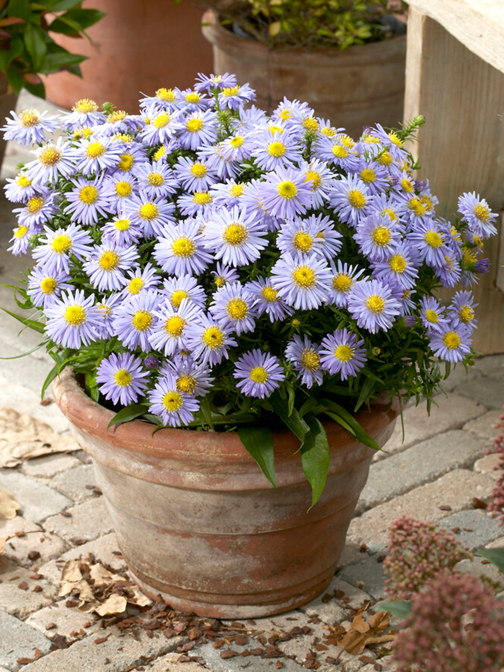 Aster 'Lady in Blue' (Höstaster) | DutchGrown™