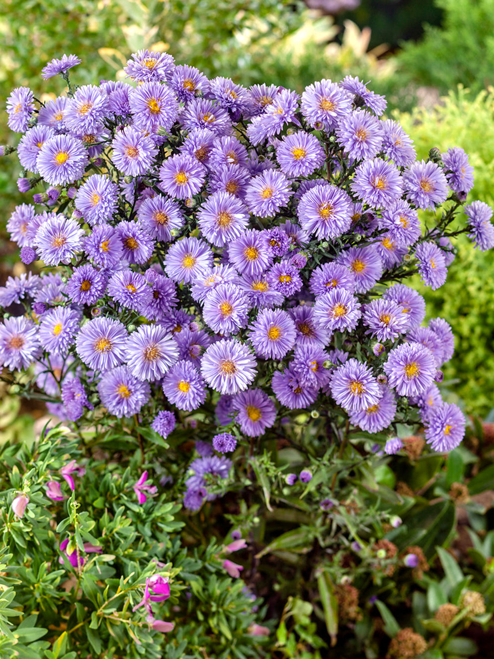 Aster novi-belgii 'Marie Ballard' (Höstaster) | DutchGrown™