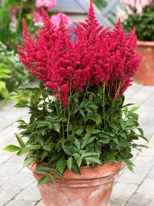 Köp Astilbe Mighty Chocolate Cherry