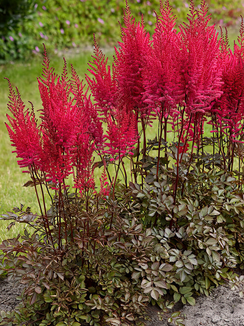 Köp Astilbe Mighty Chocolate Cherry
