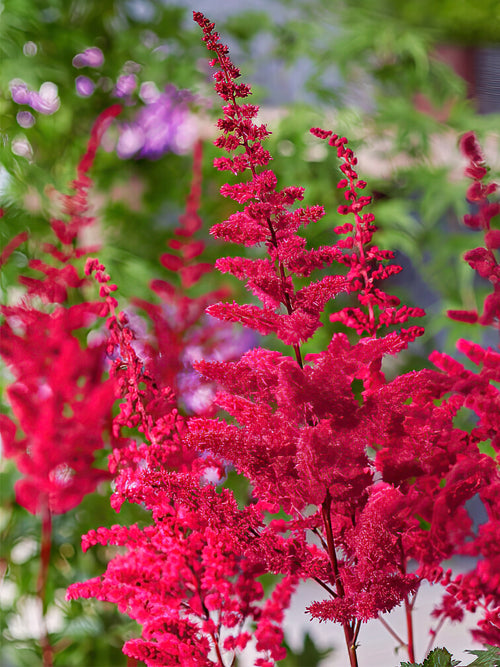 Köp Astilbe Volcano