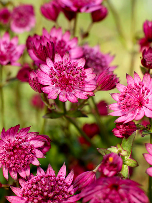 Köp Astrantia 'Cerise Button' online