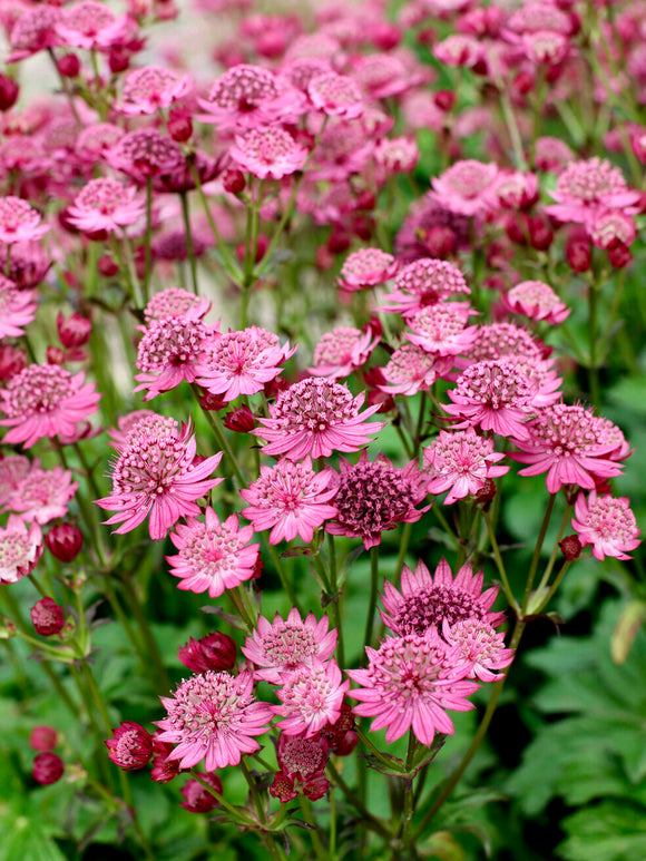 Köp Astrantia 'Cerise Button' med vårleverans