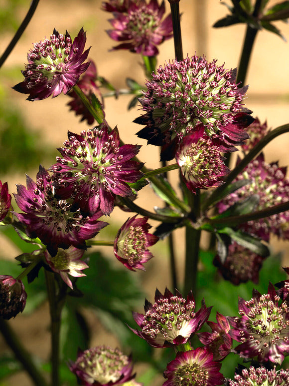Astrantia 'Moulin Rouge' med djupt röda blommor