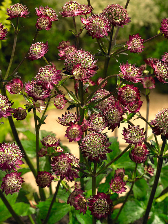 Astrantia 'Moulin Rouge' perenn för sol och halvskugga