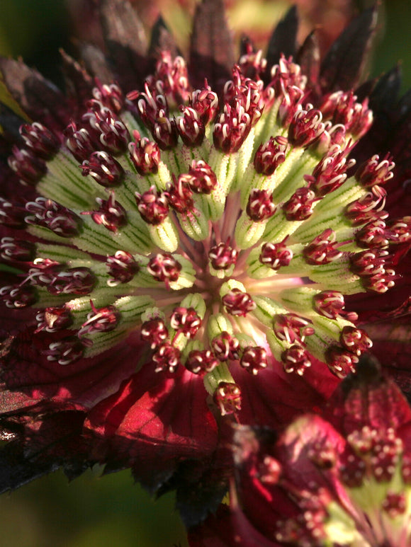 Köp Astrantia 'Moulin Rouge' online