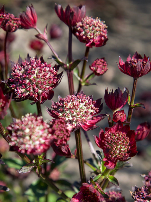 Astrantia 'Moulin Rouge' för rabatt och cottageträdgård