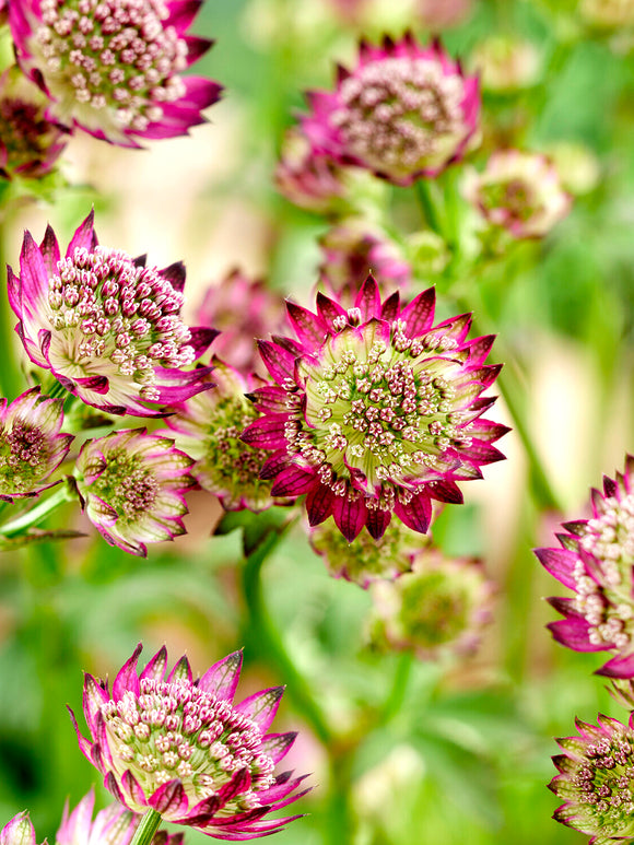 Astrantia 'Moulin Rouge' för soliga och halvskuggiga lägen