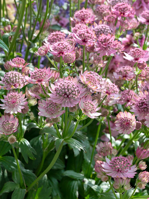 Astrantia major 'Pink Button' (Stjärnflocka) med ljusrosa blommor