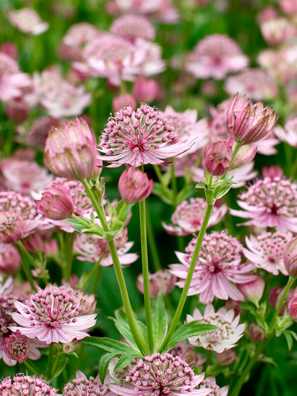 Astrantia major 'Pink Button' med lång blomningstid