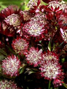 Astrantia major Red Button (Stjärnflocka)