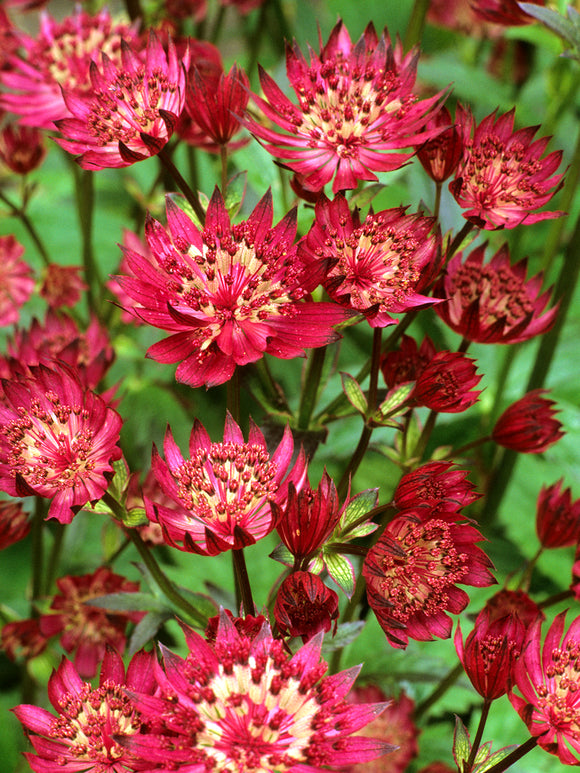 Astrantia major 'Red Button' perenn för sol och halvskugga