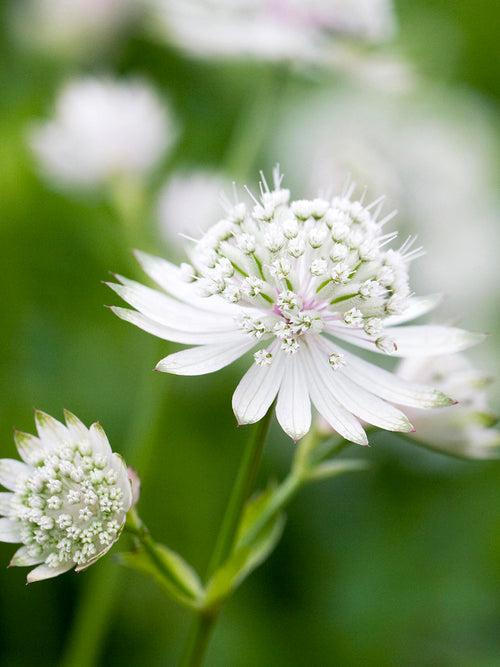 Köp Astrantia 'White Button' (Stjärnflocka), leverans på våren
