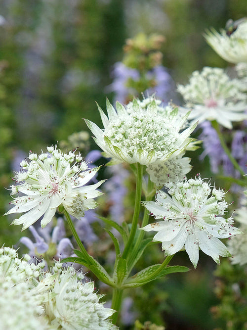 Astrantia 'White Button' perenn för sol och halvskugga