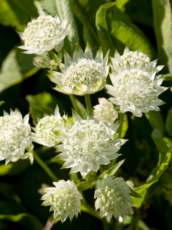 Köp Astrantia 'White Button' (Stjärnflocka) online