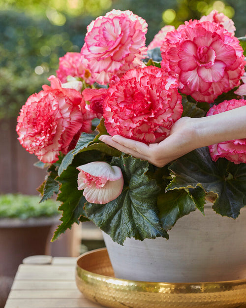 Köp Begonia AmeriHybrid® Picotee Vit Rosa