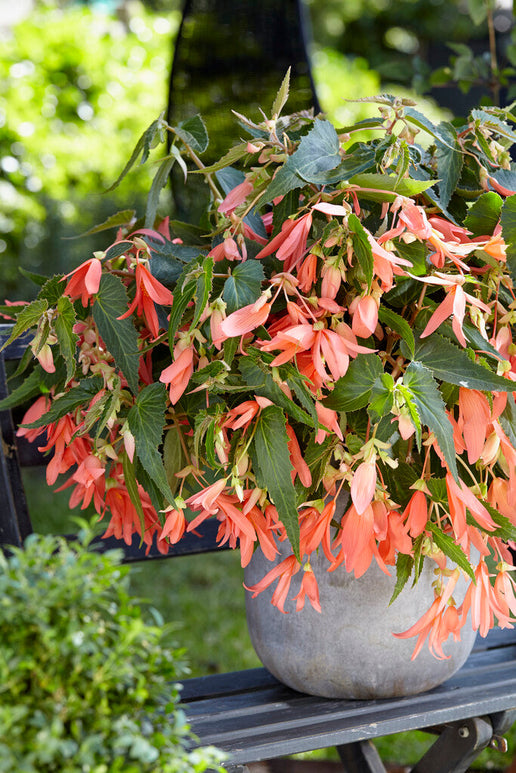 Begonia Boliviensis San Francisco - trädgårdsväxter