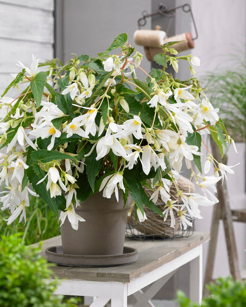 Begonia Boliviensis Santa Barbara - högsta storlek online
