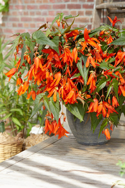 Begonia Boliviensis Santa Cruz - Köp online!