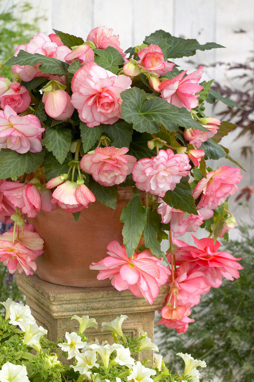 Begonia Cascade Florence - Tåliga perenner