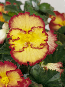 Begonia Crispa Marginata Gul/Röd