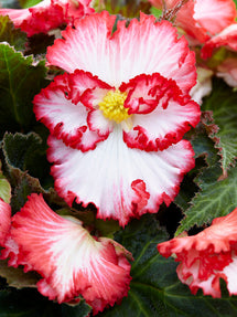 Begonia Crispa Marginata Vit/Röd