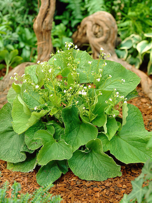 Köp toppstorlek Brunnera 'Betty Bowring' från Holland på DutchGrown