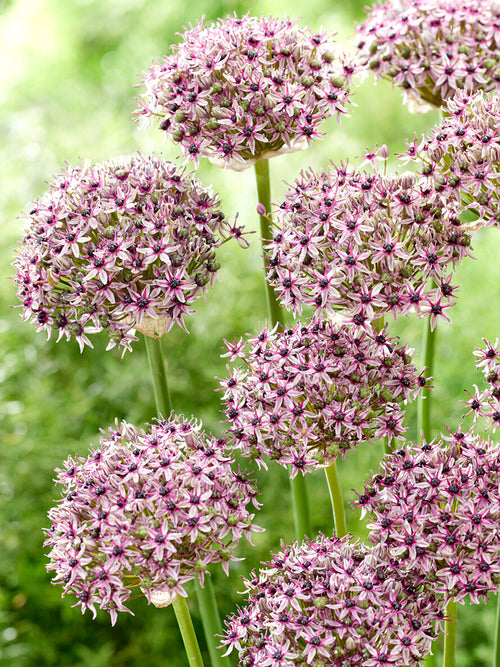 Allium Starlight planteringslökar