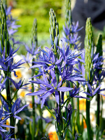 Camassia Esculenta (Stjärnhyacint)