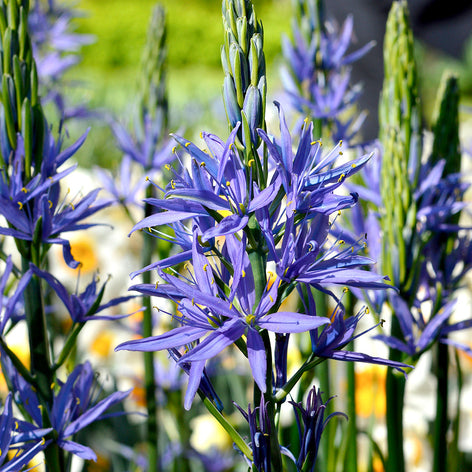 Camassia (Stjärnhyacint) Köp Camassia Esculenta (Stjärnhyacint) | DutchGrown™