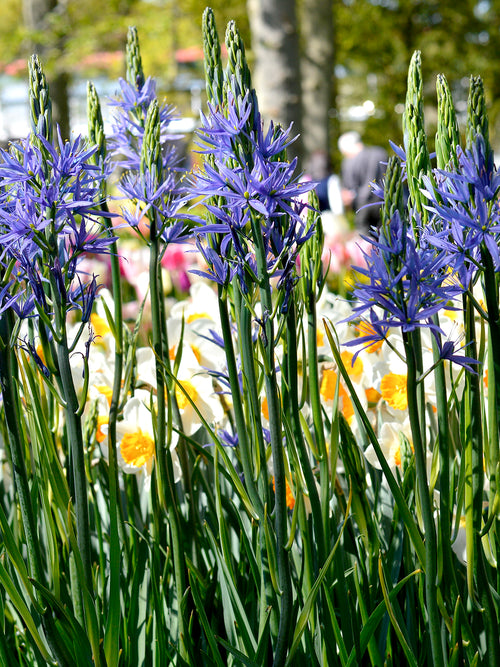 Camassia Esculenta (Stjärnhyacint) | DutchGrown™