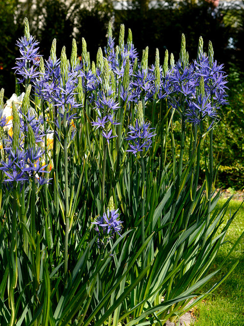 Köp Camassia Esculenta (Stjärnhyacint)