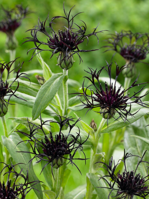 Köp toppstorlek Centaurea Black Sprite barrötter från Holland