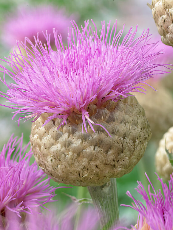 Köp toppstorlek Centaurea barrötter från Holland