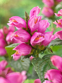 Chelone Pink Turtle