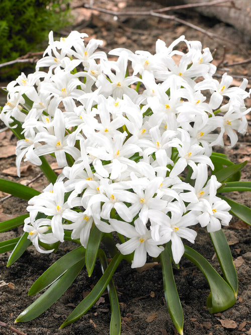 Köp Chionodoxa Lucilea Alba (Snöstjärna) | DutchGrown™