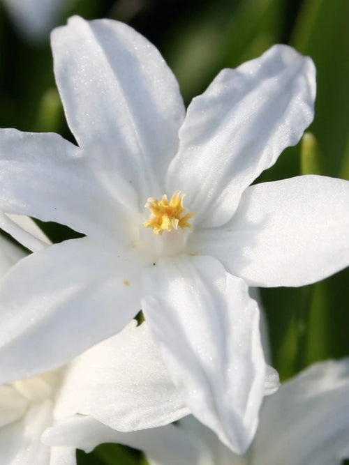 Chionodoxa Lucilea Alba (Snöstjärna) | DutchGrown™