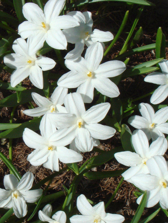 Köp Chionodoxa Lucilea Alba (Snöstjärna) från DutchGrown™