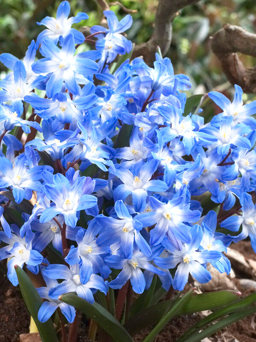 Köp Chionodoxa Lucilea (Snöstjärna) | DutchGrown™