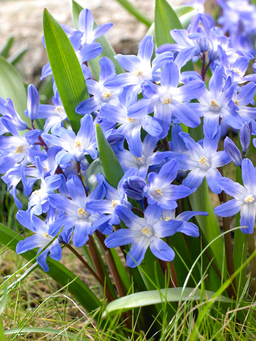 Köp Chionodoxa Lucilea (Snöstjärna) | DutchGrown™