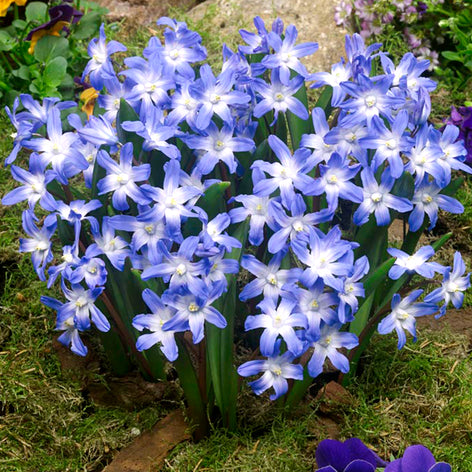 Chionodoxa (Snöstjärna) Köp Chionodoxa Lucilea (Snöstjärna) | DutchGrown™