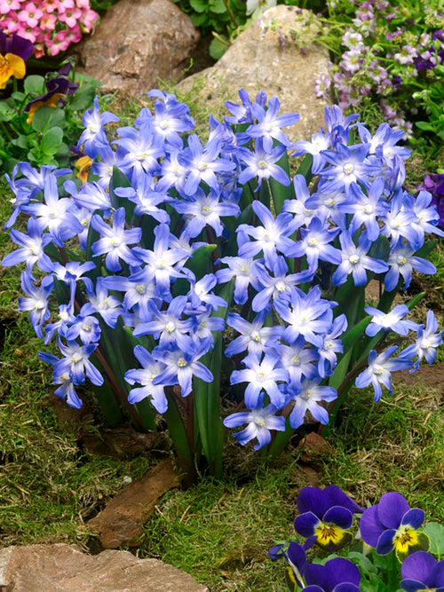 Köp Chionodoxa Lucilea (Snöstjärna) | DutchGrown™